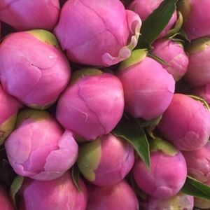 Meet your Posher, Belia